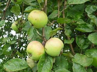 apples on tree