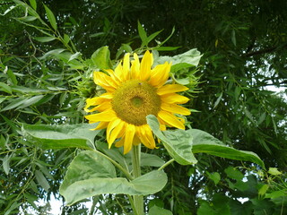 sunflower in the garden