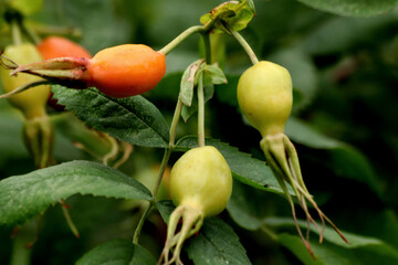 berries of a rose