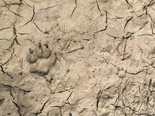 dry cracked earth, with footprints