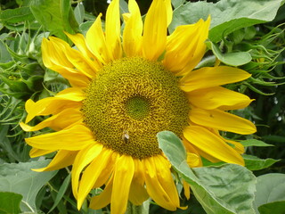 sunflower in the garden