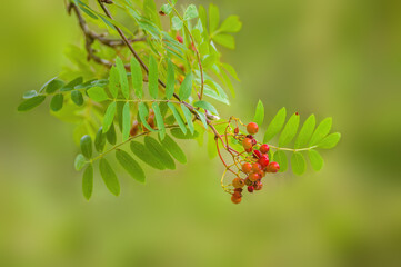 branch of a mountain ash with rowan berries