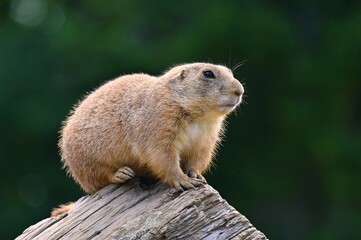 Prairie Dog (Cynomys ludovicianus) Beautiful cute animal.