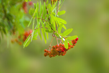 branch of a mountain ash with rowan berries