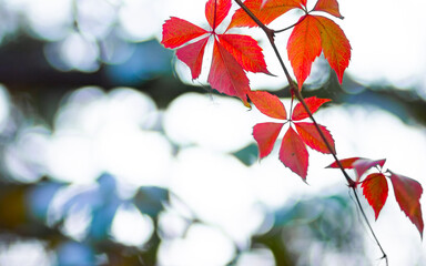 Red leaves of a wild grapes. Autumn leaves of wild grapes with blurred background. Autumn...