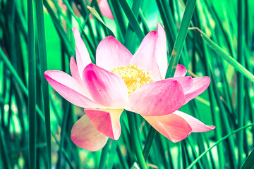 Beautiful lonely lostus flower close-up. The lotus grows on the water. Lily blossoms on a green...