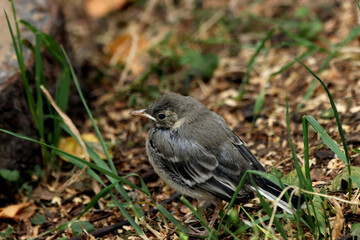 robin on the ground