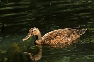 duck in the water