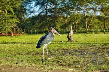 Fototapeta premium Wildlife of Africa. A large lonely marabou walks on a green lawn. Huge beak, long legs, black and white plumage, bald head. Background - umbrella acacia, blue sky. Kenya.