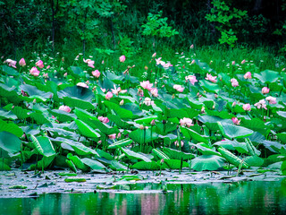  Beautiful lotus flowers on the pond. Flowers for landscape design