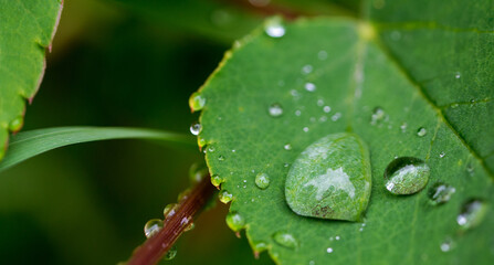 Regentropfen auf Blatt