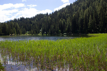 Grüner See, umgeben von Wald und Bergen 