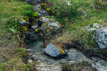 Scenic nature background with lush grasses and flowers near small mountain stream with clear water. Beautiful wild flora of highlands in small river. Idyllic nature scenery. Rich alpine vegetation.