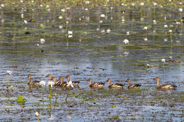Family of ducks on a billabong. Mother and little ones swimming in a row. Surrounded by white water lilies. Wild birds. Kakadu national park, Northern Territory NT, Australia
