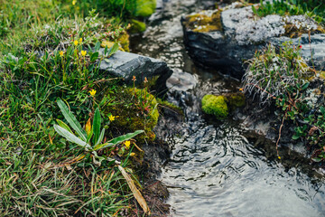 Scenic nature background with lush grasses and flowers near small mountain stream with clear water. Beautiful wild flora of highlands in small river. Idyllic nature scenery. Rich alpine vegetation.