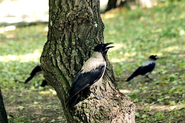 black winged blackbird