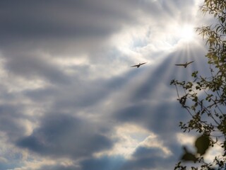 Goose in the sky