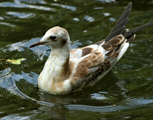 duck in the water