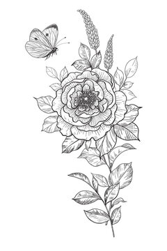 Hand Drawn Peony Flower  and  Flying Butterfly