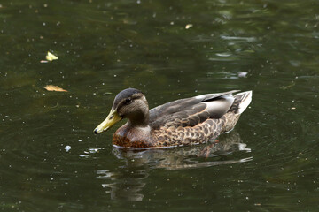 female mallard duck