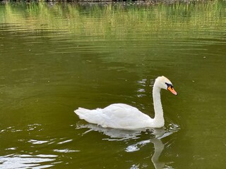 swan on the lake