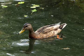 duck in the pond