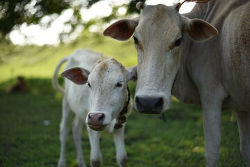 cow on a meadow