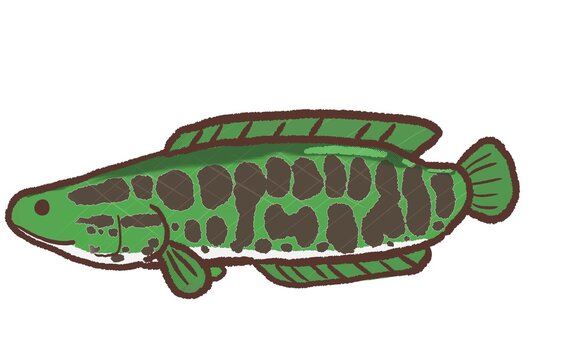 60 Best 雷魚 Images Stock Photos Vectors Adobe Stock 60 Best 雷魚 Images Stock Photos Vectors Adobe Stock