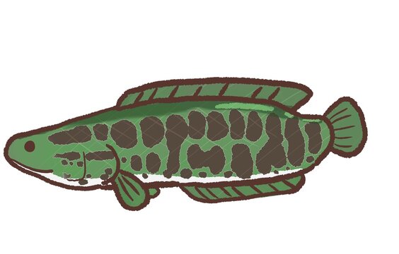 60 Best 雷魚 Images Stock Photos Vectors Adobe Stock 60 Best 雷魚 Images Stock Photos Vectors Adobe Stock
