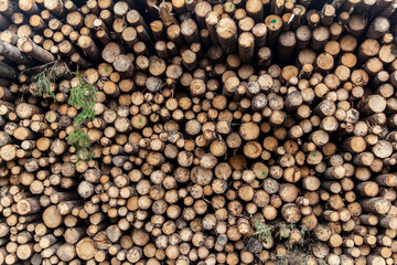 Pile of birch logs texture background