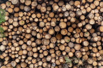Pile of birch logs texture background