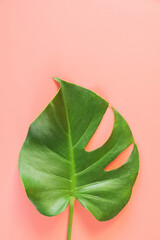 Monstera leafs lay on pink background. Summer background concept.