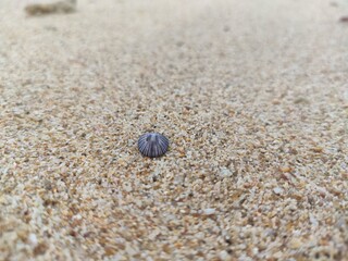 seashell on the beach sand