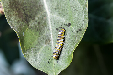caterpillar on leaf