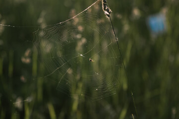 Mały pająk na utkanej przez siebie pajęczynie na tle zielonej trawy