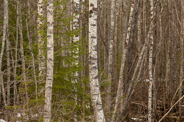 Obraz premium Brich trees texture background