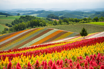 A tree at the flower garden of Shikisai no Oka in Biei, Hokkaido