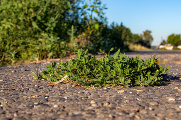 single plant growing from a crack in the asphalt of a road, Polygonum Aviculare L.