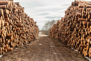 Dirty road between piles of logs