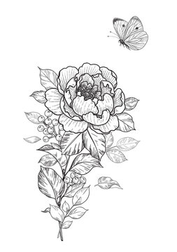 Hand Drawn Peony Flower  and  Flying Butterfly