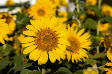 Obraz premium Sunflower petals from a field, focus on a flower in the foreground
