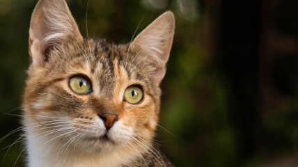 A beautiful homeless cat walks in nature, in the countryside, on the grass. Sunny day, a cat in the shade under a tree. Close-up, blurred bokeh background.