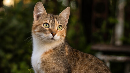 A beautiful homeless cat walks in nature, in the countryside, on the grass. Sunny day, a cat in the shade under a tree. Close-up, blurred bokeh background.