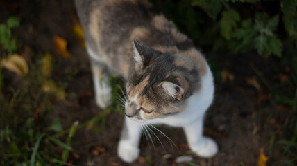 A beautiful homeless cat walks in nature, in the countryside, on the grass. Sunny day, a cat in the shade under a tree. Close-up, blurred bokeh background.