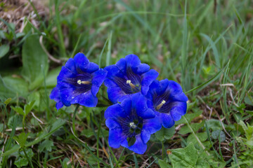 Blauer Enzian in einer gr&uuml;nen Wiese