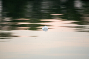 Łabędzie piórko unoszące się na lśniącej tafli wody © Monika