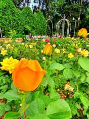 orange flowers in the garden