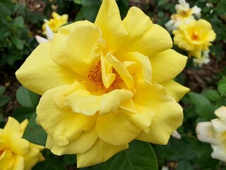 daffodils in the garden