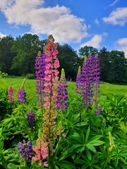 flowers in the garden