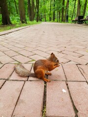 squirrel on the tree